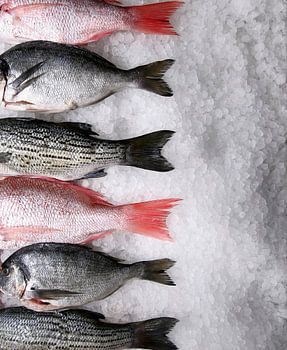 Frischer Fisch auf Eis 11010184