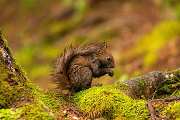 Eichhörnchen sur Alena Holtz