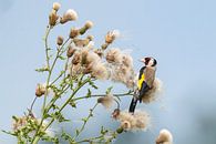 Goldfinch on thistle by Ton Valk thumbnail