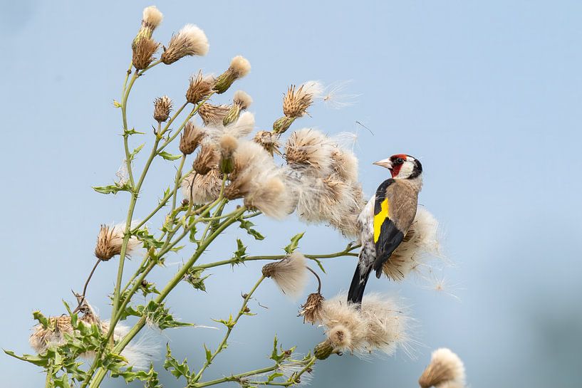 Goldfinch on thistle by Ton Valk