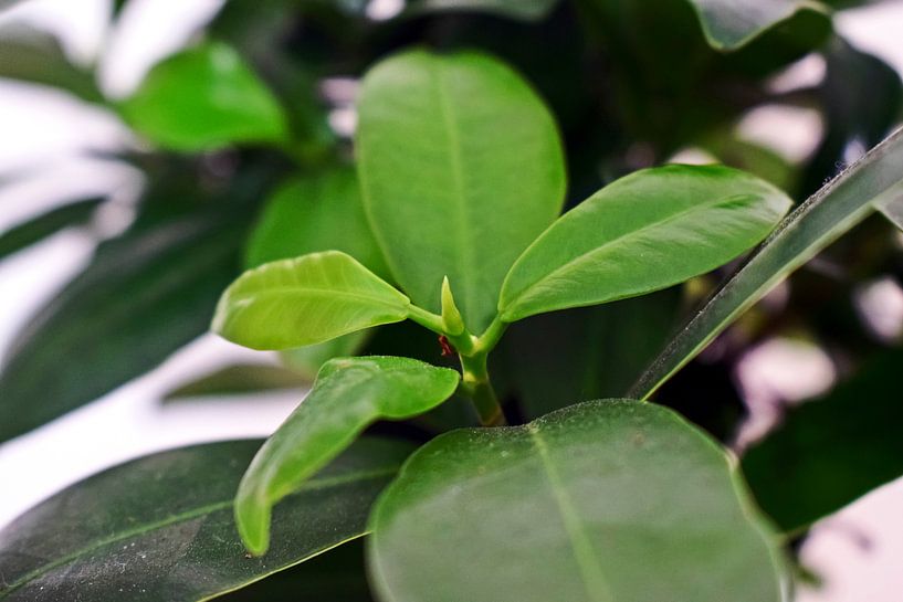 Green leaves plant close-up by Tessa Selleslaghs