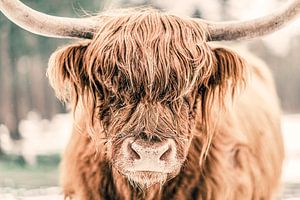 Highlander écossais dans la neige en hiver sur Sjoerd van der Wal Photographie