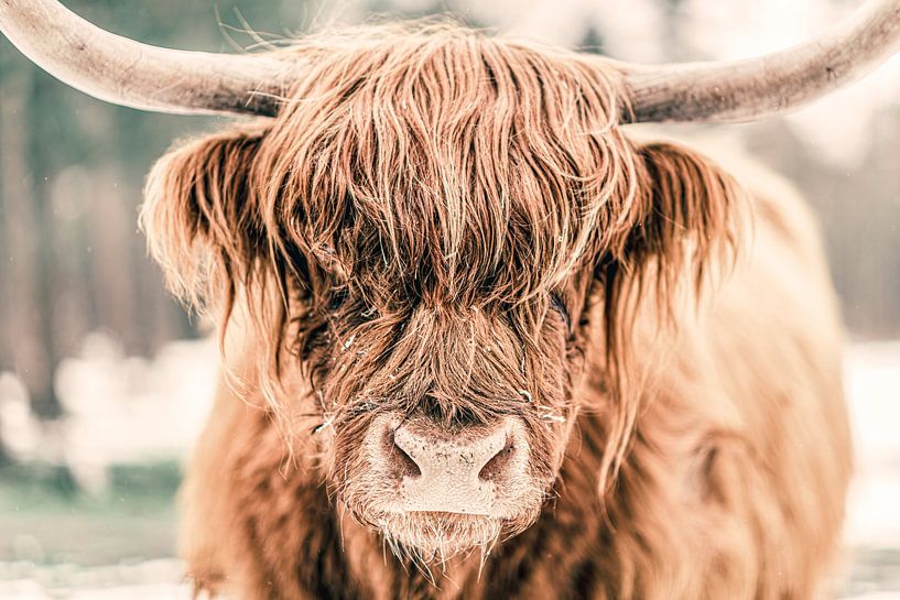 Scottish Highlander in the snow during winter by Sjoerd van der Wal Photography
