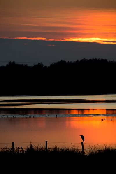 Avondrood Biesbosch van Martijn Smit