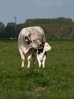 Kuh leckt Kalb
