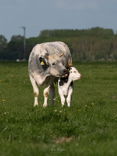 Kuh leckt Kalb von Neijsenfotografie.nl