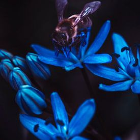 Botanische natuur, een macrofoto van een bij op een blauwe bloem in een lentetuin van Jelena Jovanovic Fine Art