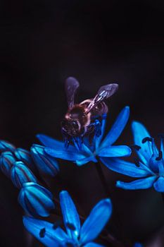 Nature botanique, macro d'une abeille sur une fleur bleue dans un jardin au printemps