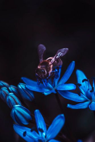 Botanische natuur, een macrofoto van een bij op een blauwe bloem in een lentetuin