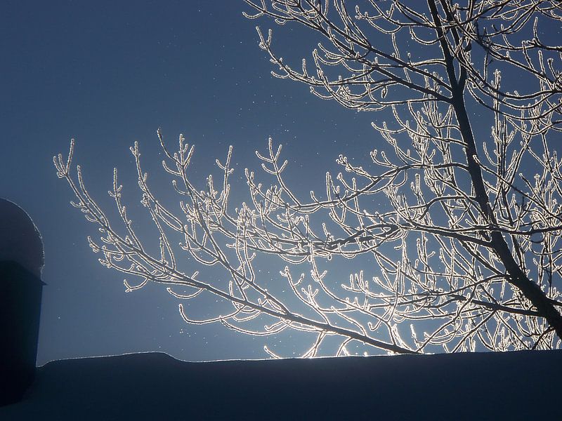 Winter  by Danielle van der Kolk