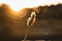 grass at sunset