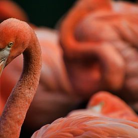 Porträt Flamingo von Mirjam Van Houten