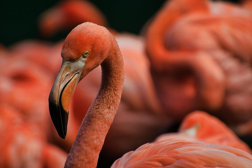 Porträt Flamingo von Mirjam Van Houten