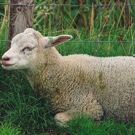 Agneau au repos dans un pré à Texel Pays-Bas sur Martin Albers Photography