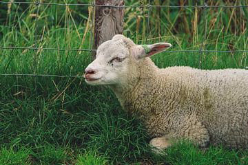 Agneau au repos dans un pré à Texel Pays-Bas sur Martin Albers Photography