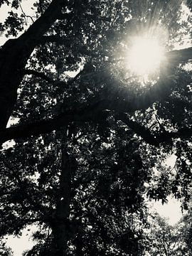 Schwarz & weiß natur