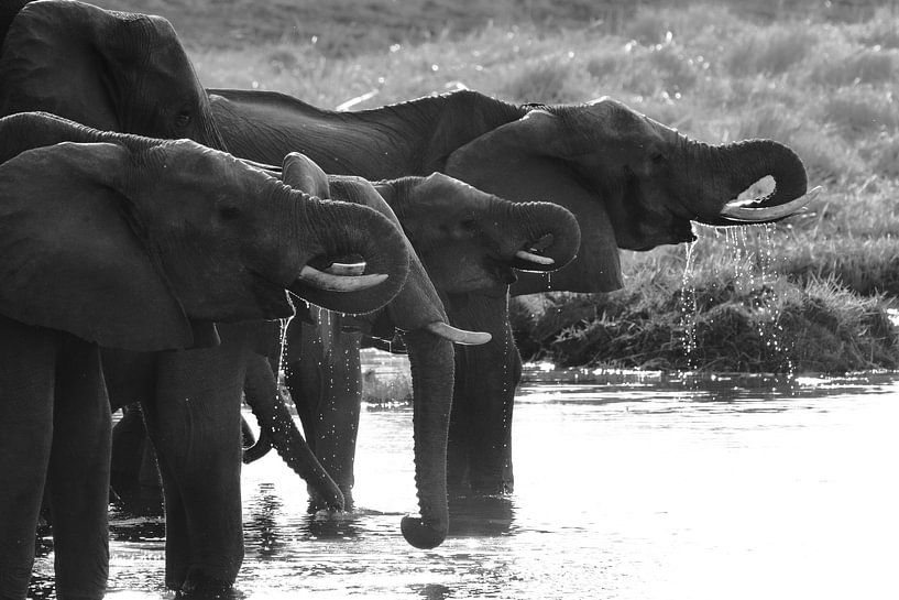 Elephant by Petervanderlecq