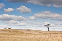 Lonely tree