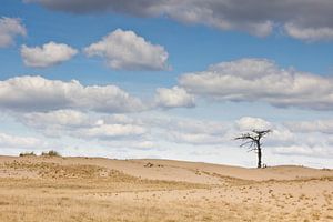 Lonely tree sur Peter van Rooij