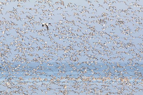 Bergeend tussen bonte strandlopers - Natuurlijk Wadden