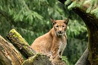 Lynx comes to watch in tree by Ivo Meeus thumbnail