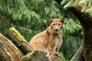 Lynx vient observer dans l'arbre sur Ivo Meeus