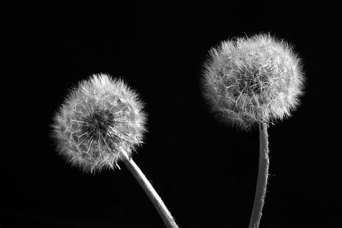 Paardebloem in zwart/wit