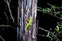 Madagascar gecko