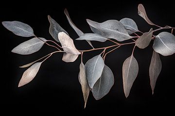 Eucalyptustak op zwart