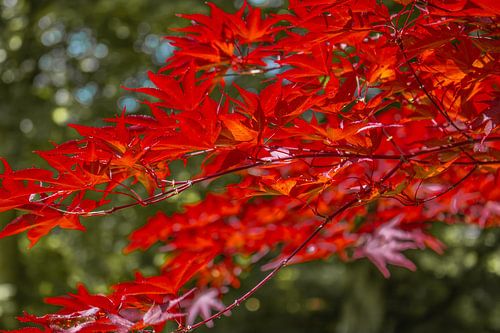 Japanse waaieresdoorn Murasaki Kiyohime esdoorn
