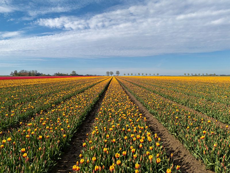 Discover the Colour Explosion: Tulips in Dutch Bulb Fields by Robin Jongerden