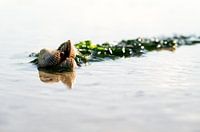 Cockles on a bed of seaweed