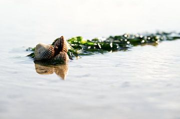 Cockles on a bed of seaweed van Chris de Vogel