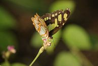 Siproeta Stelenes vlinder van Ronald en Bart van Berkel thumbnail