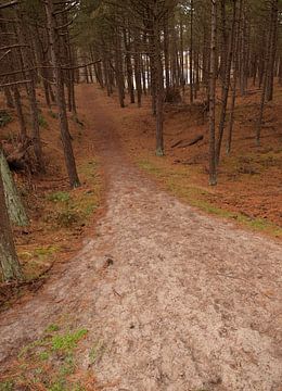 Bospad in Hoornse Bos, Terschelling sur Rinke Velds