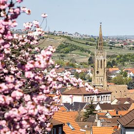 Slotkerk in Bad Dürkheim op de wijnroute van Fabian Bracht