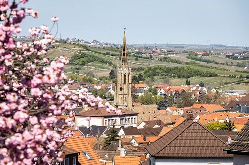 Slotkerk in Bad Dürkheim op de wijnroute