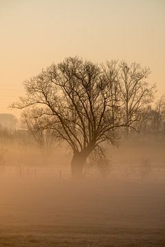 Mooie boom op een grote weide in de mist van Marcel Derweduwen