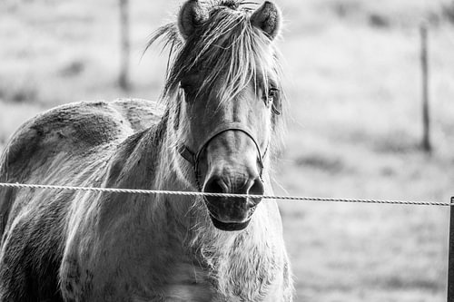 horse black and white