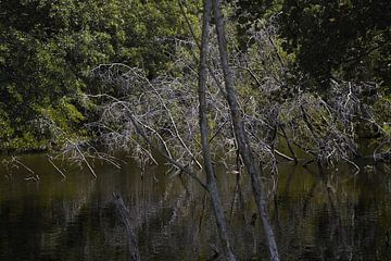 Dancing Branches van True Color Stories