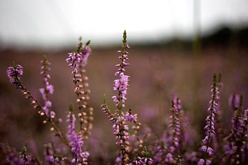 Purple heather in bloom