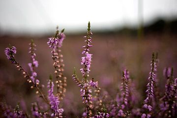 Paarse heide in bloei van Jaleesa Koelen