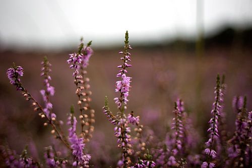 Purple heather in bloom