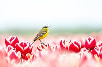 Yellow wagtail in the tulips