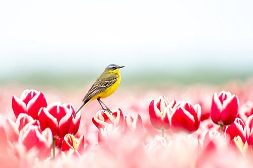 Gele kwikstaart in de tulpen