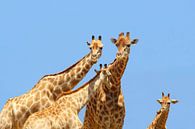 Giraffen Etosha van Inge Hogenbijl thumbnail