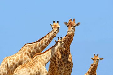 Giraffen Etosha van Inge Hogenbijl
