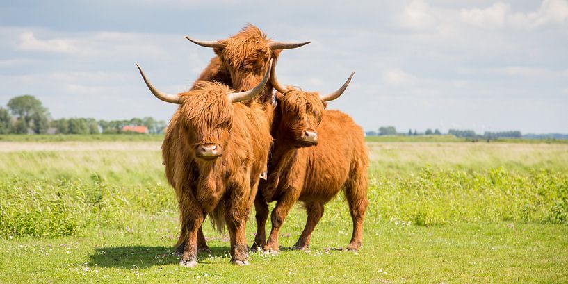 Natuur | Schotse Hooglanders op eiland Tiengemeten van Servan Ott