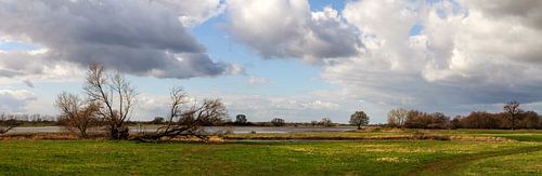 Les prairies de l'Elbe en mars