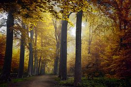 La joie hollandaise sur Kees van Dongen